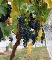 Виноград для вина мити не треба