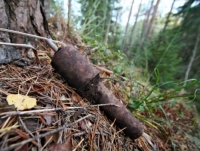 У лісі знайшли з десяток гранат