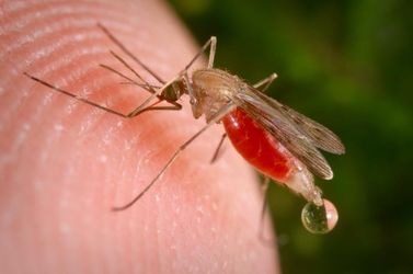 Народні засоби від комарів: як відлякати комарів!
