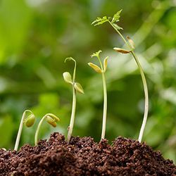Що потрібно знати про регулятори росту рослин
