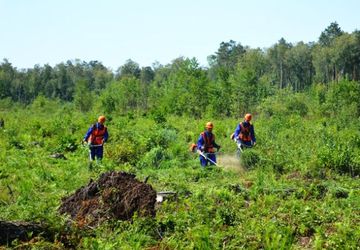 На Рівненщині оздоровили 7 тисяч гектарів лісу
