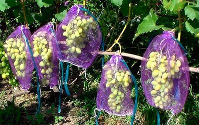 Кілька порад, як захистити виноградник від ос