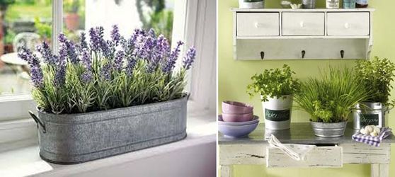 Кімнатні рослини для вашої кухні