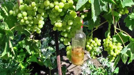 Кілька порад, як захистити виноградник від ос