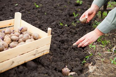 Як садити «озиму» картоплю для раннього врожаю