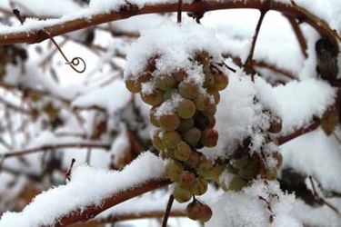Кілька порад, як зберігати виноград взимку