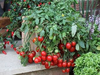 Кілька порад щодо вирощування помідорів чері