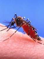 Наші комарі - не малярійні