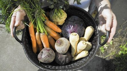 Як зберегти капусту, моркву, редьку і квасолю до весни