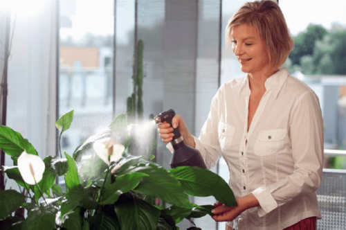 Перекис водню лікує кімнатні рослини