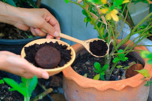 5 причин використання кавової гущі в якості добрива для рослин