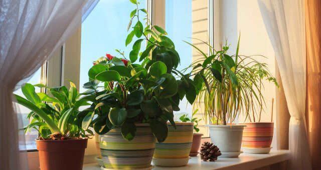 6 рослин, які повинні обов’язково перебувати в спальні