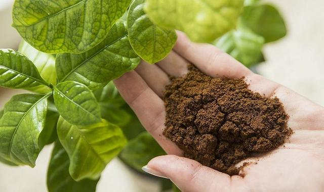 Змішати, але не поливати: як правильно додати кавову гущу в ґрунт для розсади