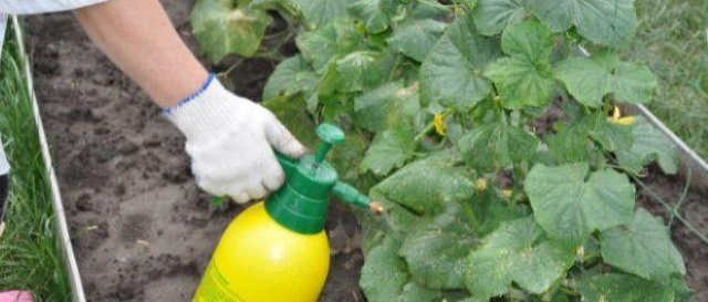 Як використовувати дріжджі для вирощування огірків