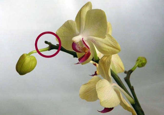 Орхідея скидає бутони і квіти, що не розкрилися: головні помилки в догляді за рослиною