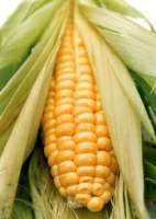 Кукурудза - найдавніша хлібна рослина на Землі
