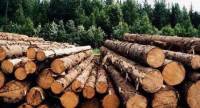 Незаконно добута лісопродукція