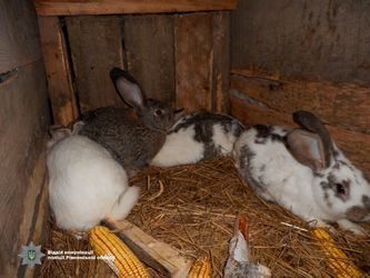 На Млинівщині п’ятеро школярів викрадали кролів