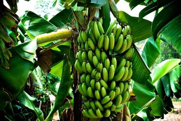 Що потрібно знати про банани
