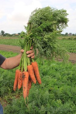 Як отримати гарний врожай озимої моркви Правила посадки