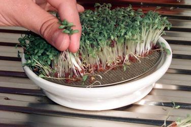 Як виростити мікрозелень в домашніх умовах за кілька днів