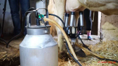 Власникам корів на Рівненщині відшкодовують кошти за придбані доїльні апарати