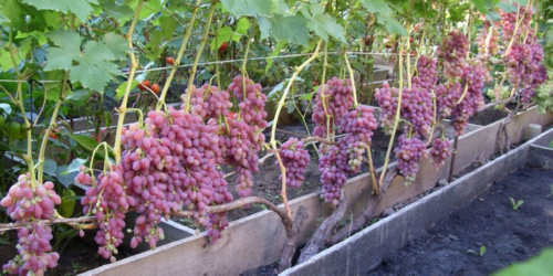 Що садити поруч з виноградом