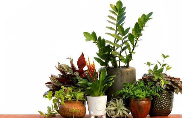 Кімнатні рослини, які не тільки прикрашають квартиру, але й притягують удачу