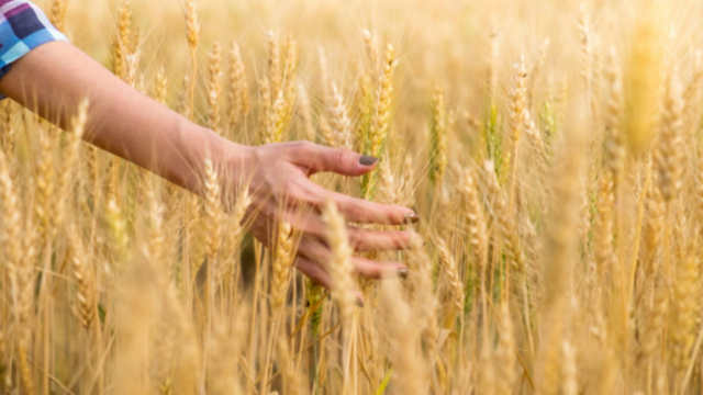 Снилося жито… Кажуть – до щастя