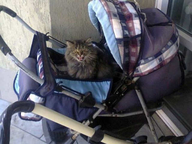 Кіт задушив немовля
