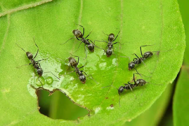 Як позбавити город від мурах за допомогою бананів