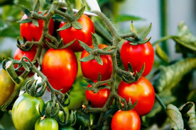 Чим підгодувати розсаду помідорів при висадці на грядки
