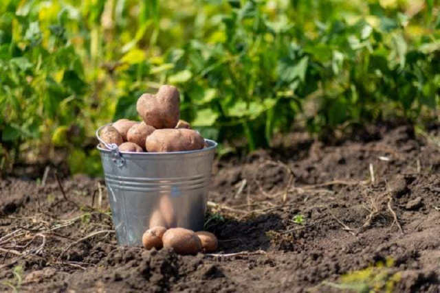Які овочі і зелень посадити в городі після картоплі