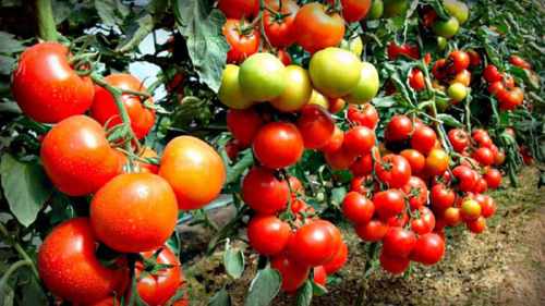 Чим окропити квітучі томати для отримання тонни плодів