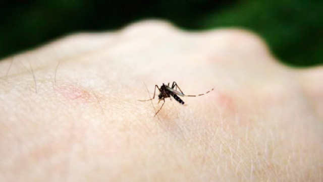Як прибрати укус комара за 20 секунд повністю