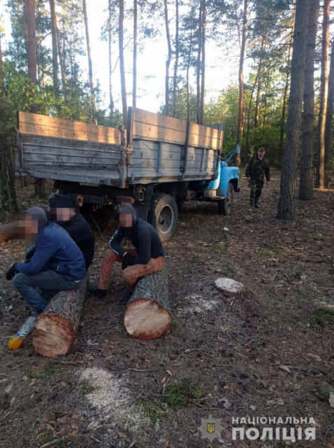 На Рівненщині викрили зловмисників на незаконній порубці лісу