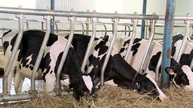 На Рівненщині запроваджують програму підтримки виробників молока