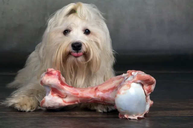 Чи можна давати собаці сирі кістки: за і проти
