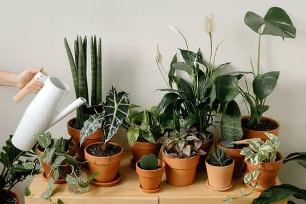 Як за допомогою звичайної вівсянки змусити кімнатні рослини добре рости і цвісти?