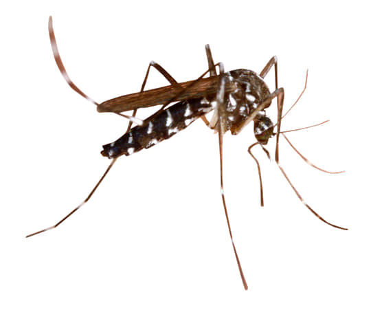 Натуральні та ефективні засоби проти комарів, мух та інших комах