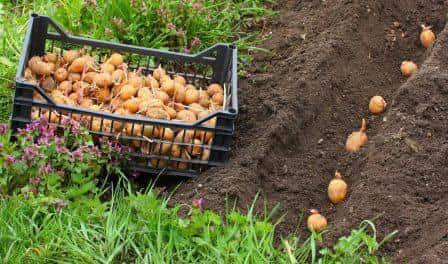 Навіщо кидати кілька горошин у лунку під час посадки картоплі: дачна хитрість