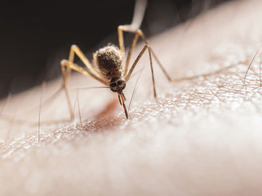 Народні засоби, які швидко знімуть свербіж від комариного укусу