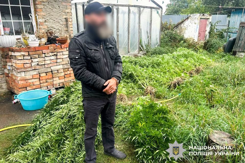 На Рівненщині чоловік вирощував коноплі у теплиці та під маскувальною сіткою